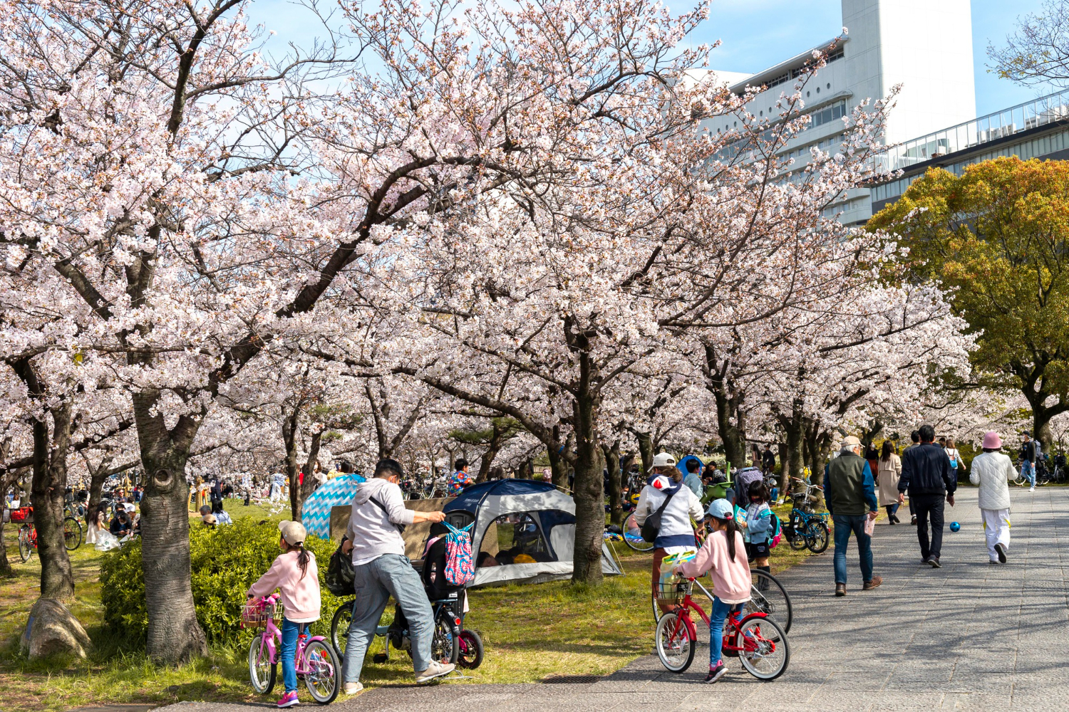 Cherry Blossom Festival Tour Experience